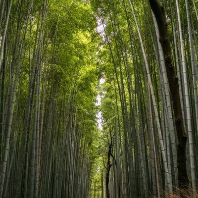 天才围棋游戏下载